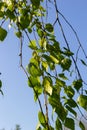 green spring leaves on a branch. birch leaves. birch branches, tree in the park, spring season. young leaves in nature. forest Royalty Free Stock Photo