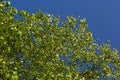 green spring leaves on a branch. birch leaves. birch branches, tree in the park, spring season. young leaves in nature. forest Royalty Free Stock Photo