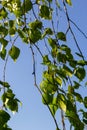 green spring leaves on a branch. birch leaves. birch branches, tree in the park, spring season. young leaves in nature. forest Royalty Free Stock Photo