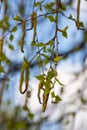 green spring leaves on a branch. birch leaves. birch branches, tree in the park, spring season. young leaves in nature. forest Royalty Free Stock Photo