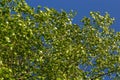 green spring leaves on a branch. birch leaves. birch branches, tree in the park, spring season. young leaves in nature. forest Royalty Free Stock Photo