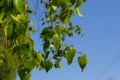 green spring leaves on a branch. birch leaves. birch branches, tree in the park, spring season. young leaves in nature. forest Royalty Free Stock Photo