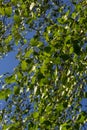 green spring leaves on a branch. birch leaves. birch branches, tree in the park, spring season. young leaves in nature. forest Royalty Free Stock Photo