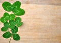 Green spring leaves clover on wooden background