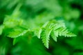 Green spring leaves macro