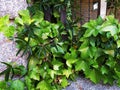 Green spring leaves on a sunny day