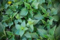 Green spring nettle carpet detailed background top view