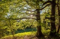 Green spring oak trees sunlit Royalty Free Stock Photo