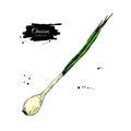 Green spring onion. Hand drawn vector illustration. Isolated Vegetable object.
