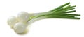 Green spring onion scallion 3 isolated on white background Royalty Free Stock Photo