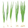 Green spring onion set, vector isolated illustration