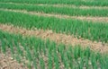 Green spring onions in field Royalty Free Stock Photo