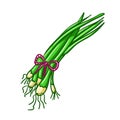 Green spring onions leek Royalty Free Stock Photo