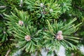 Green spring pine branch macro