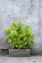 Green spring plant Royalty Free Stock Photo