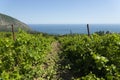 Green spring rows of grape vines in a vineyard, overlooking the blue sea. Landscape. Copy space Royalty Free Stock Photo