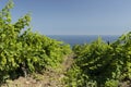 Green spring rows of grape vines in a vineyard, overlooking the blue sea. Landscape. Copy space Royalty Free Stock Photo