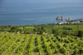 Green spring rows of grape vines in a vineyard, overlooking the blue sea. Landscape. Copy space Royalty Free Stock Photo