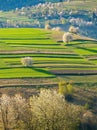 Green spring rural hills landscape, terrace fields, flowering trees, organic farming. Royalty Free Stock Photo