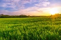Green spring sown field and sunset sky Royalty Free Stock Photo