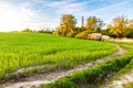 Green spring sown field and sunset sky Royalty Free Stock Photo