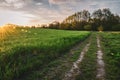 Green spring sown field and sunset sky Royalty Free Stock Photo