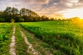 Green spring sown field and sunset sky Royalty Free Stock Photo