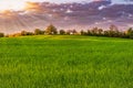 Green spring sown field and sunset sky Royalty Free Stock Photo