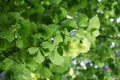 Green spring summer leaves of aspen Royalty Free Stock Photo