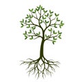 Green Spring Tree with Root. Vector Illustration. Royalty Free Stock Photo