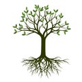 Green Spring Tree with Root. Vector Illustration. Royalty Free Stock Photo