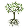 Green Spring Tree with Root. Vector Illustration. Royalty Free Stock Photo