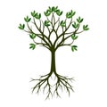 Green Spring Tree with Root. Vector Illustration. Royalty Free Stock Photo