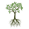 Green Spring Tree with Root. Vector Illustration. Royalty Free Stock Photo