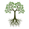 Green Spring Tree with Root. Vector Illustration. Royalty Free Stock Photo