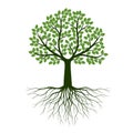 Green Spring Tree with Roots. Vector Illustration Royalty Free Stock Photo