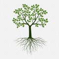 Green Spring Tree with Roots. Vector Illustration Royalty Free Stock Photo