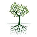 Green Spring Tree. Vector Illustration. Royalty Free Stock Photo