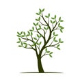 Green Spring Tree. Vector Illustration. Royalty Free Stock Photo