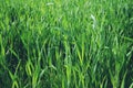 green spring wheat grows in spring on a large field