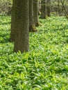 Green springtime forest with wild bears garlic Royalty Free Stock Photo