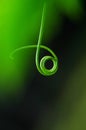 Green sprout-4 Royalty Free Stock Photo