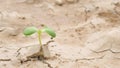 Green Sprout in Arid Rainless Land Surface. Climate Change Ecological Problem Concept Background. 4K. Thailand.