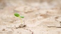 Green Sprout in Arid Rainless Land Surface. Climate Change Ecological Problem Concept Background. 4K. Thailand.