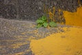 A green sprout through the asphalt and yellow paint. A bright spot of yellow paint on the asphalt