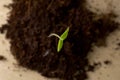 Green sprout on the background of earth, macro, close-up, the concept of a new life and spring Royalty Free Stock Photo