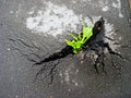 Green sprout breaks through the asphalt