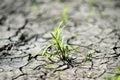 green sprout breaks through the dry, dehydrated ground