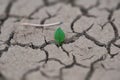 a green sprout breaks through the dry land