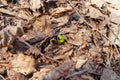 Green sprout breaks through with foliage